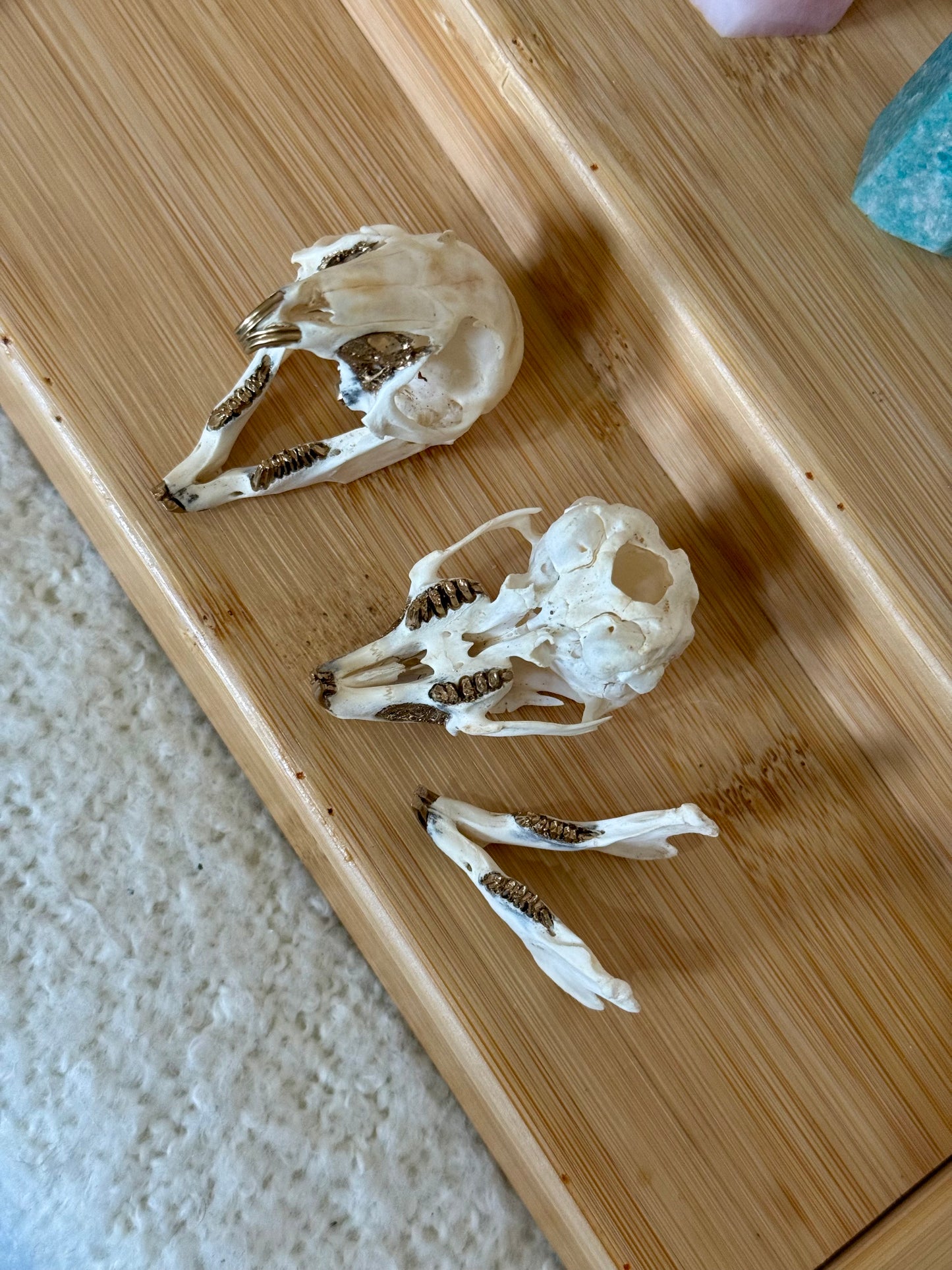 European Rabbit Skull with Gold Accents
