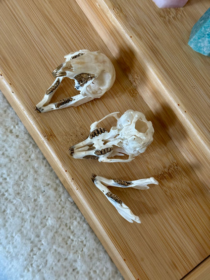 European Rabbit Skull with Gold Accents