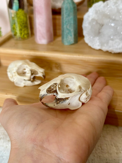 European Rabbit Skull with Gold Accents