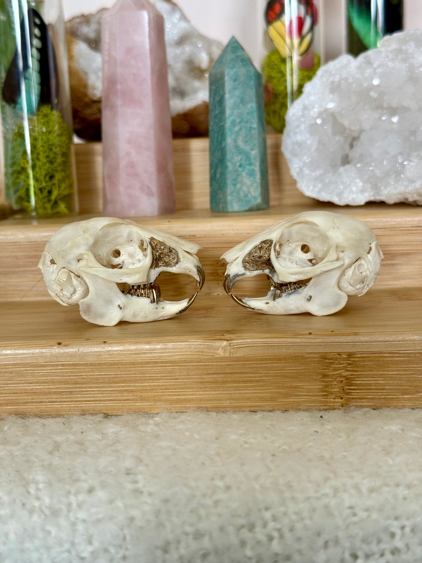 European Rabbit Skull with Gold Accents