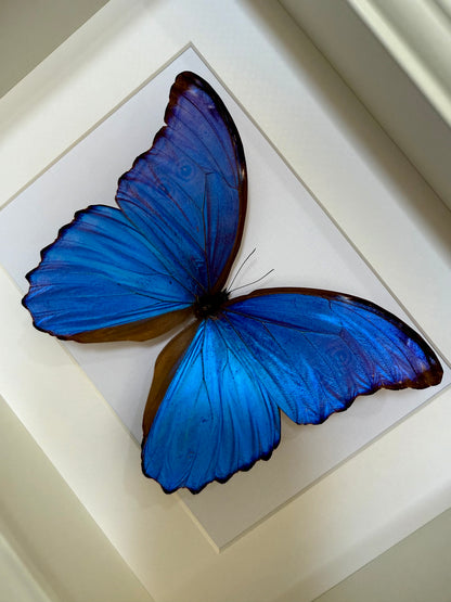 Giant Blue Morpho