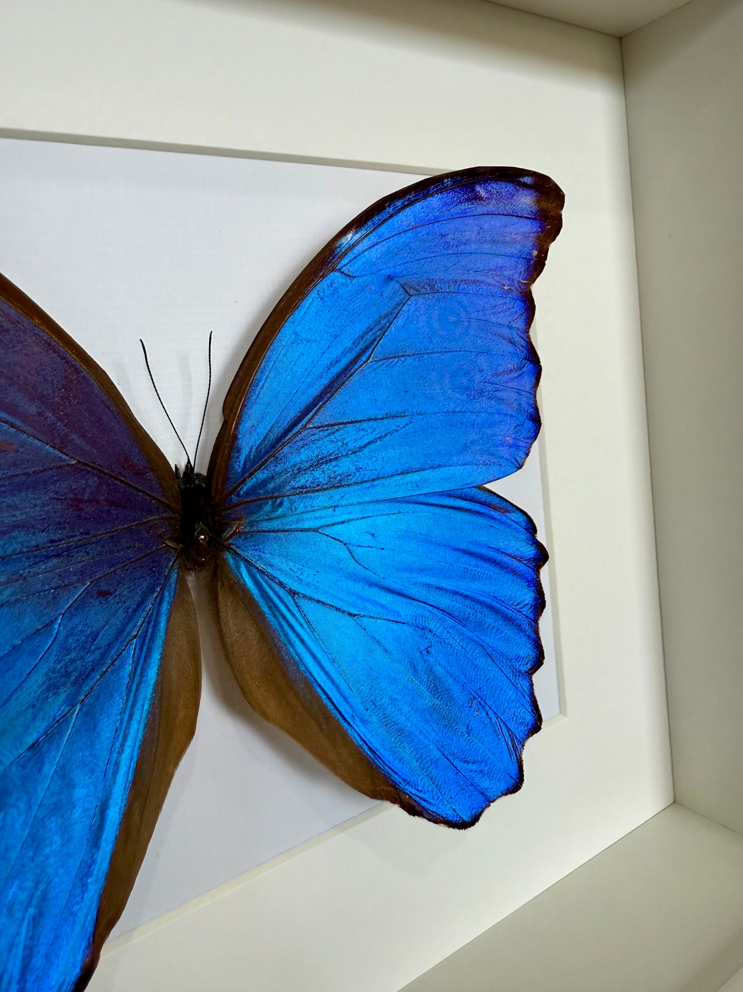Giant Blue Morpho