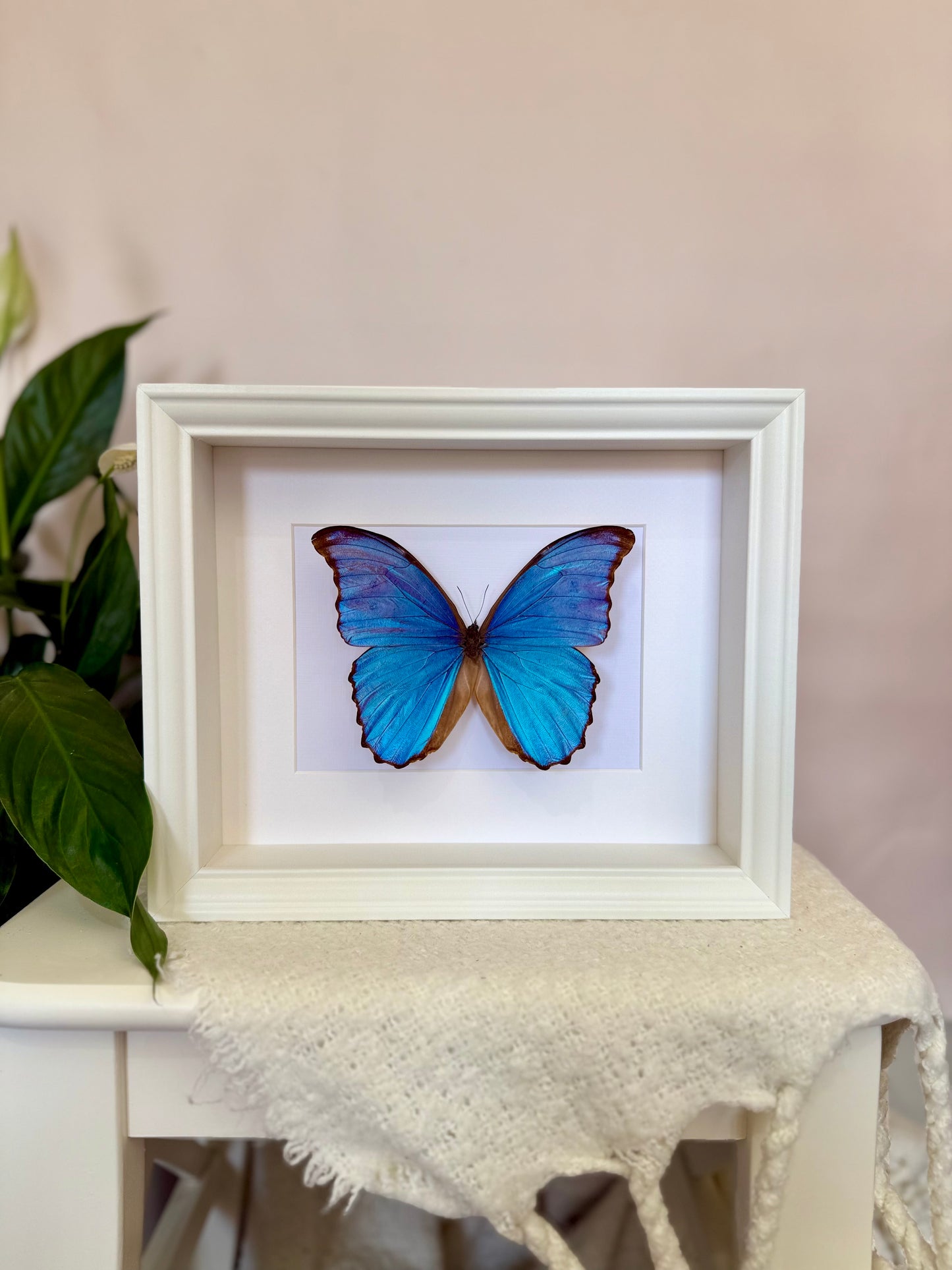 Giant Blue Morpho