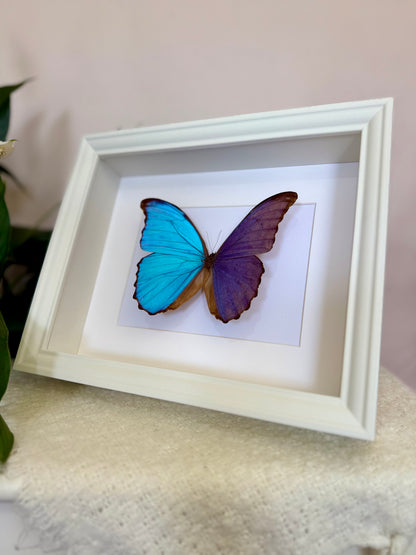 Giant Blue Morpho