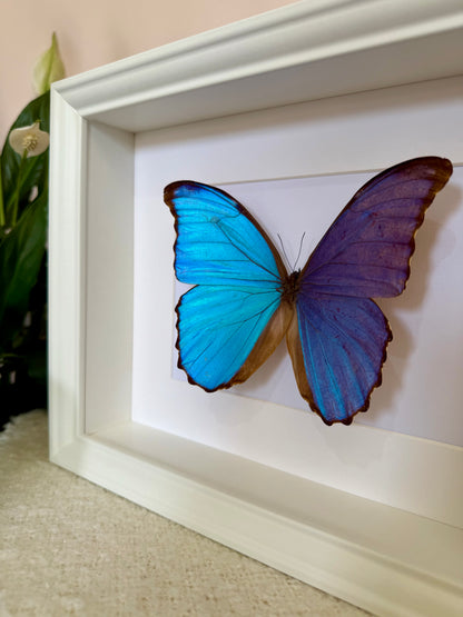 Giant Blue Morpho