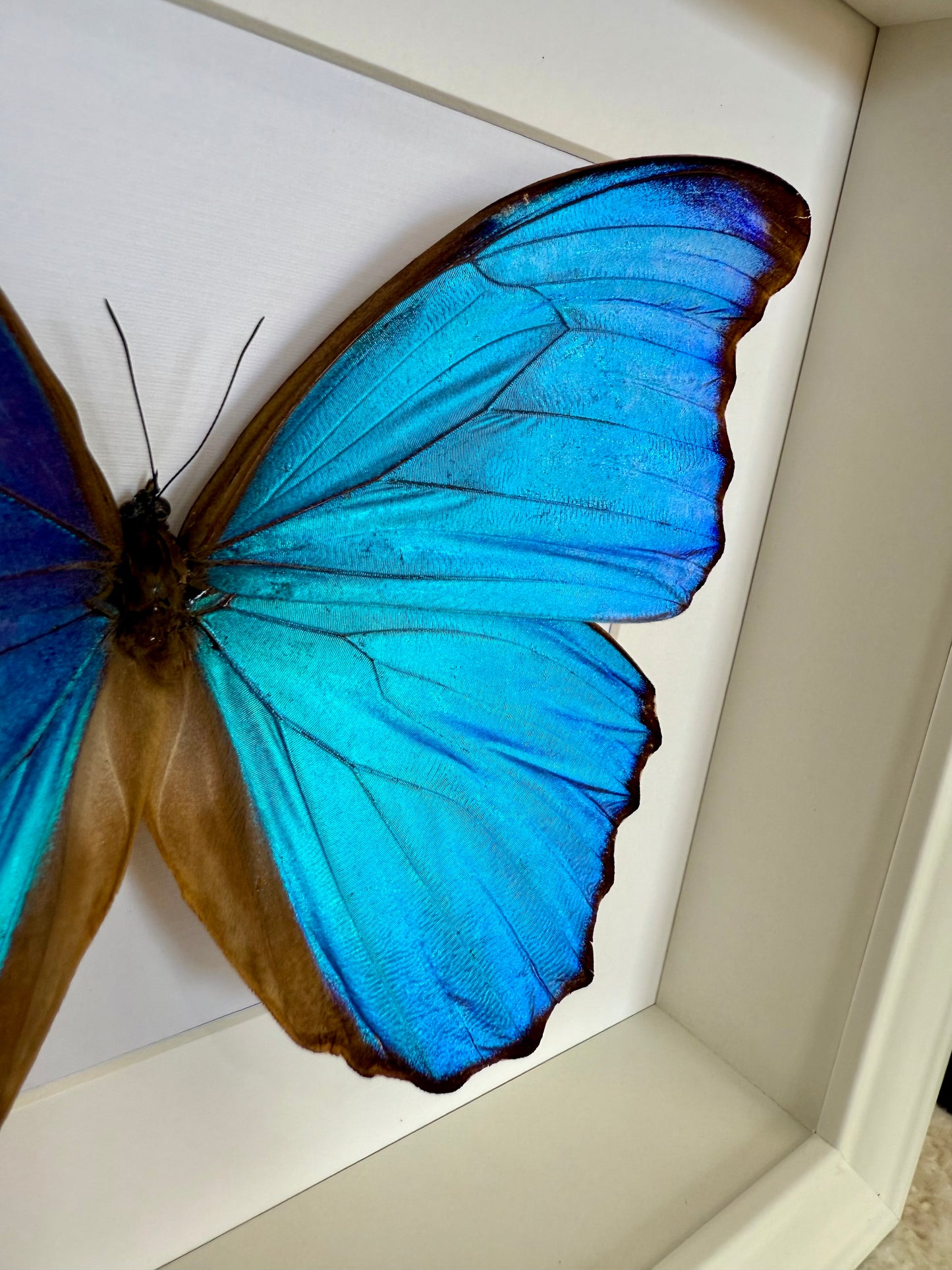Giant Blue Morpho