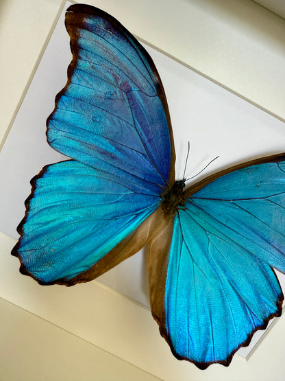 Giant Blue Morpho