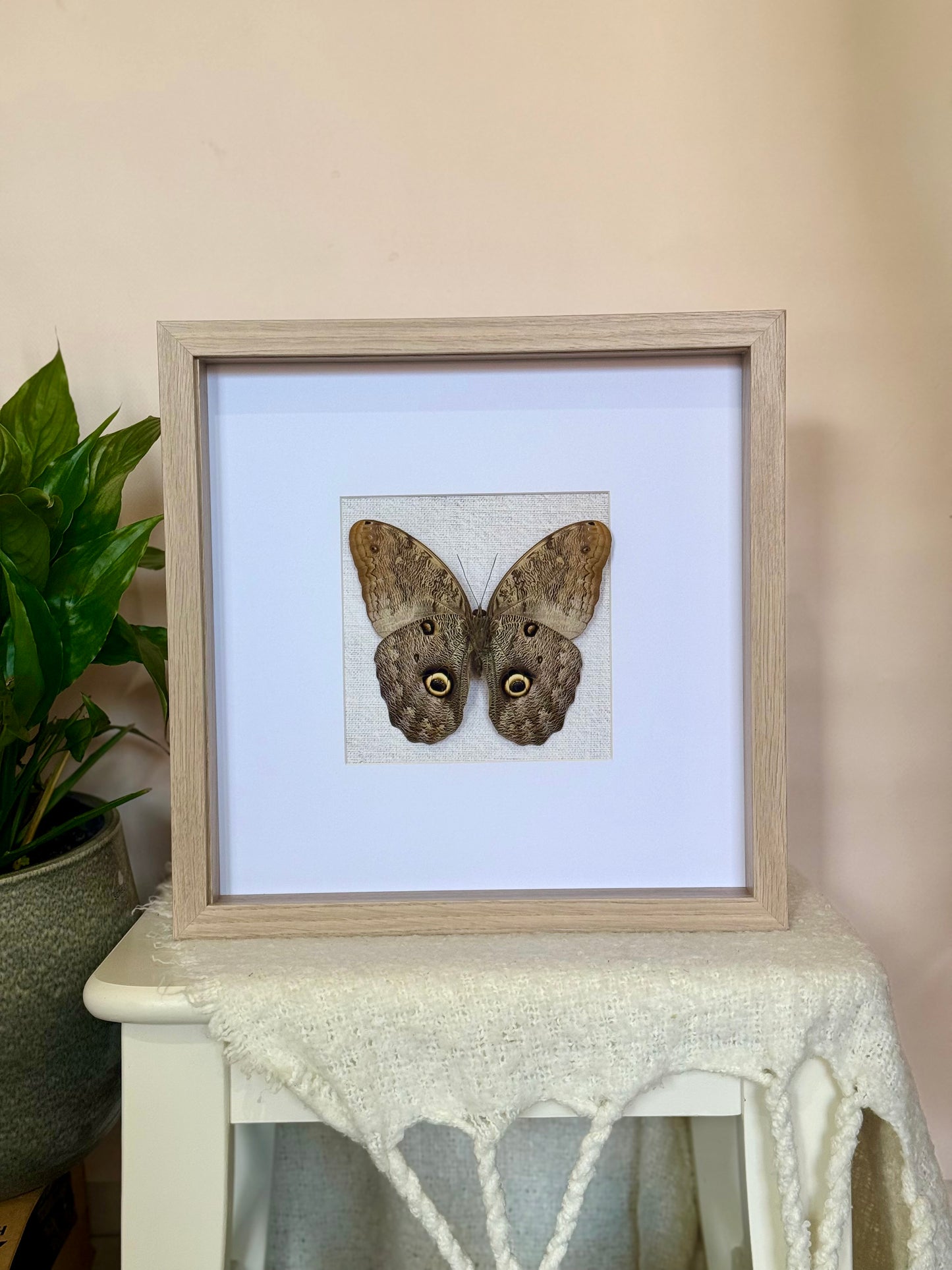 Forest Giant Owl Butterfly