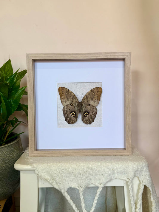 Forest Giant Owl Butterfly