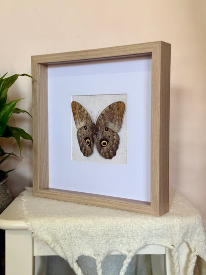 Forest Giant Owl Butterfly