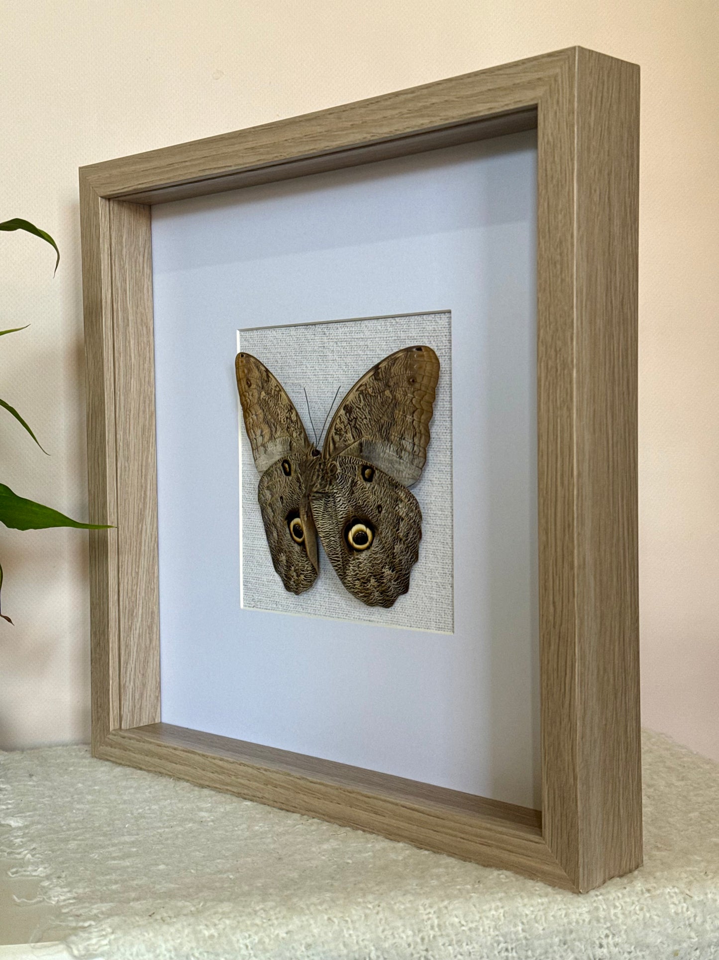 Forest Giant Owl Butterfly