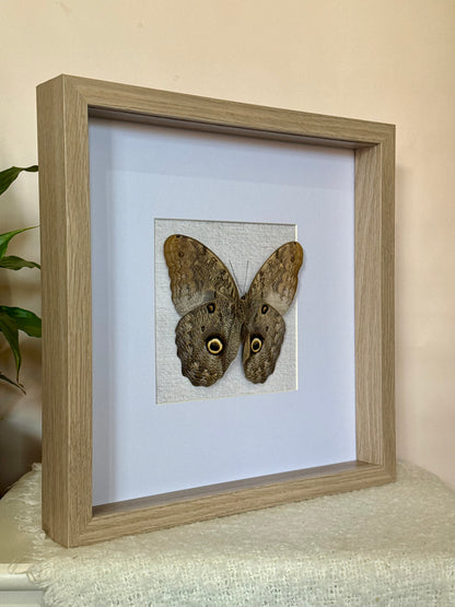 Forest Giant Owl Butterfly