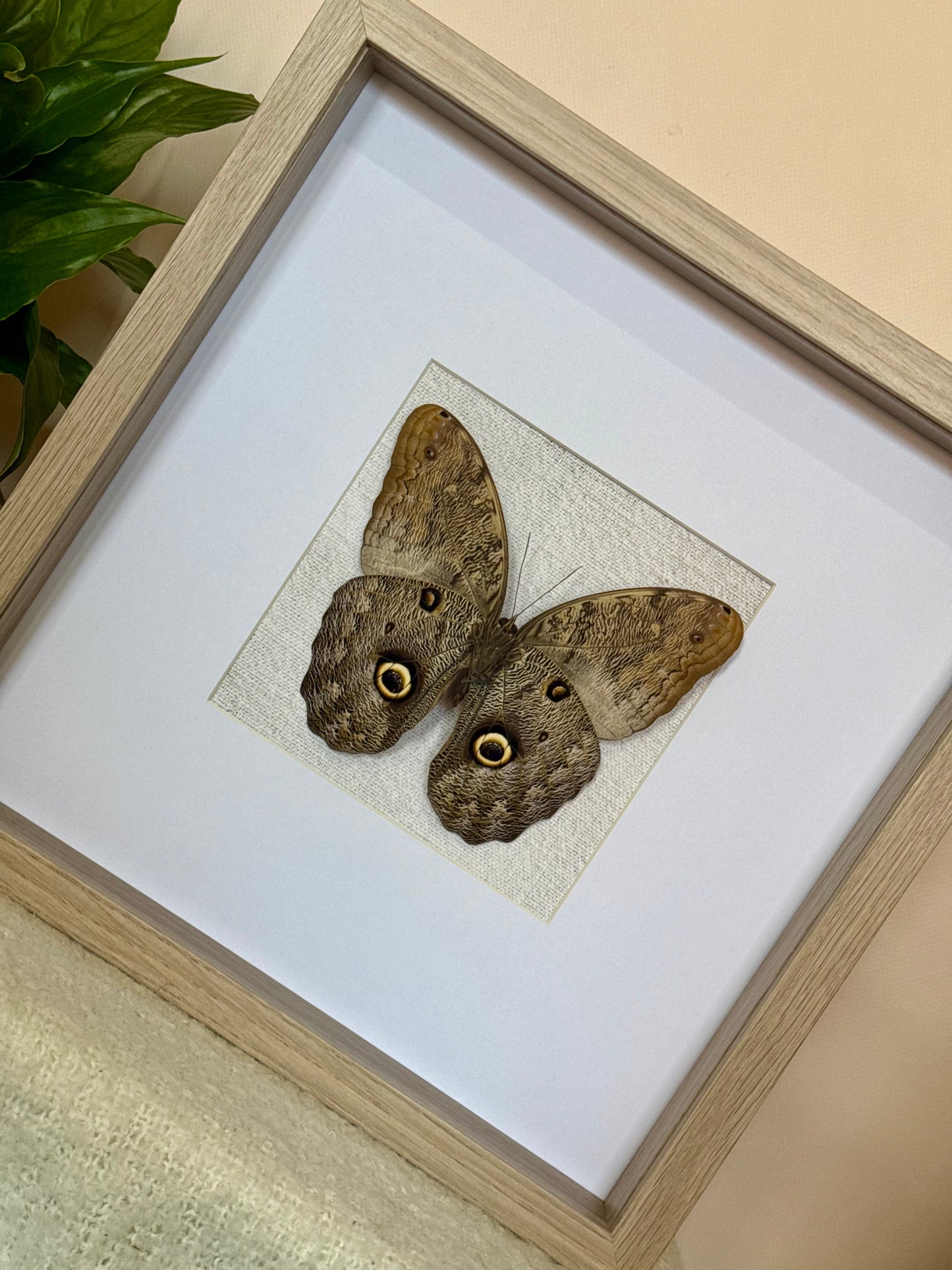 Forest Giant Owl Butterfly