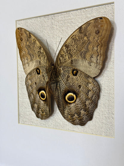 Forest Giant Owl Butterfly