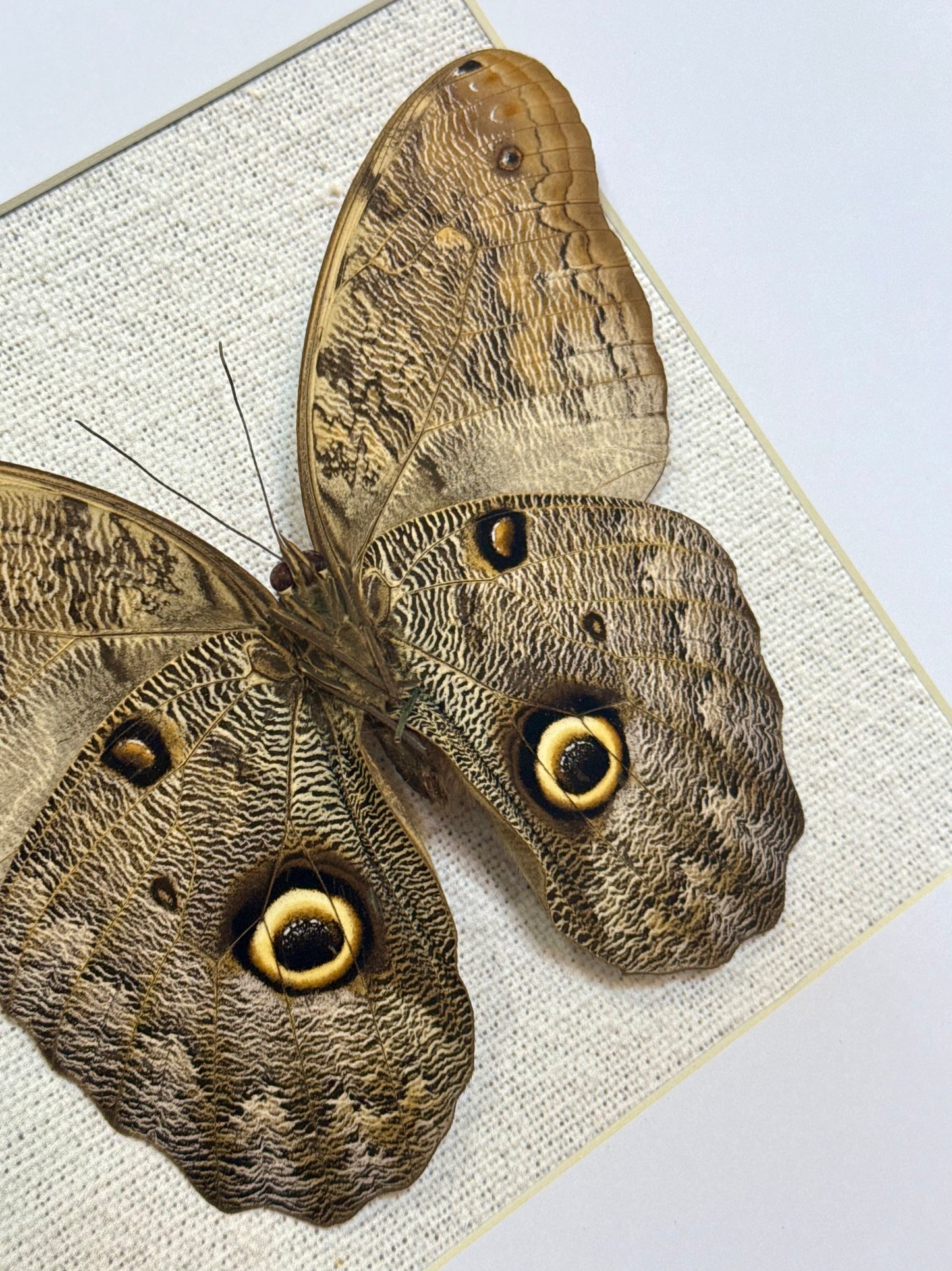 Forest Giant Owl Butterfly