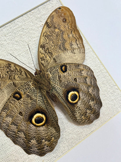 Forest Giant Owl Butterfly