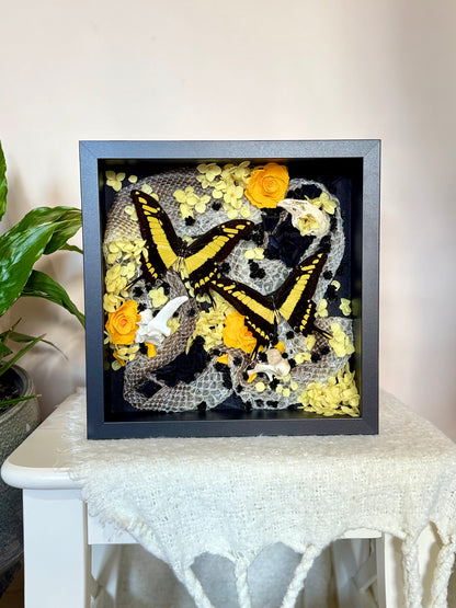 King Swallowtails with Carpet Python Slough, Bones and Botanicals