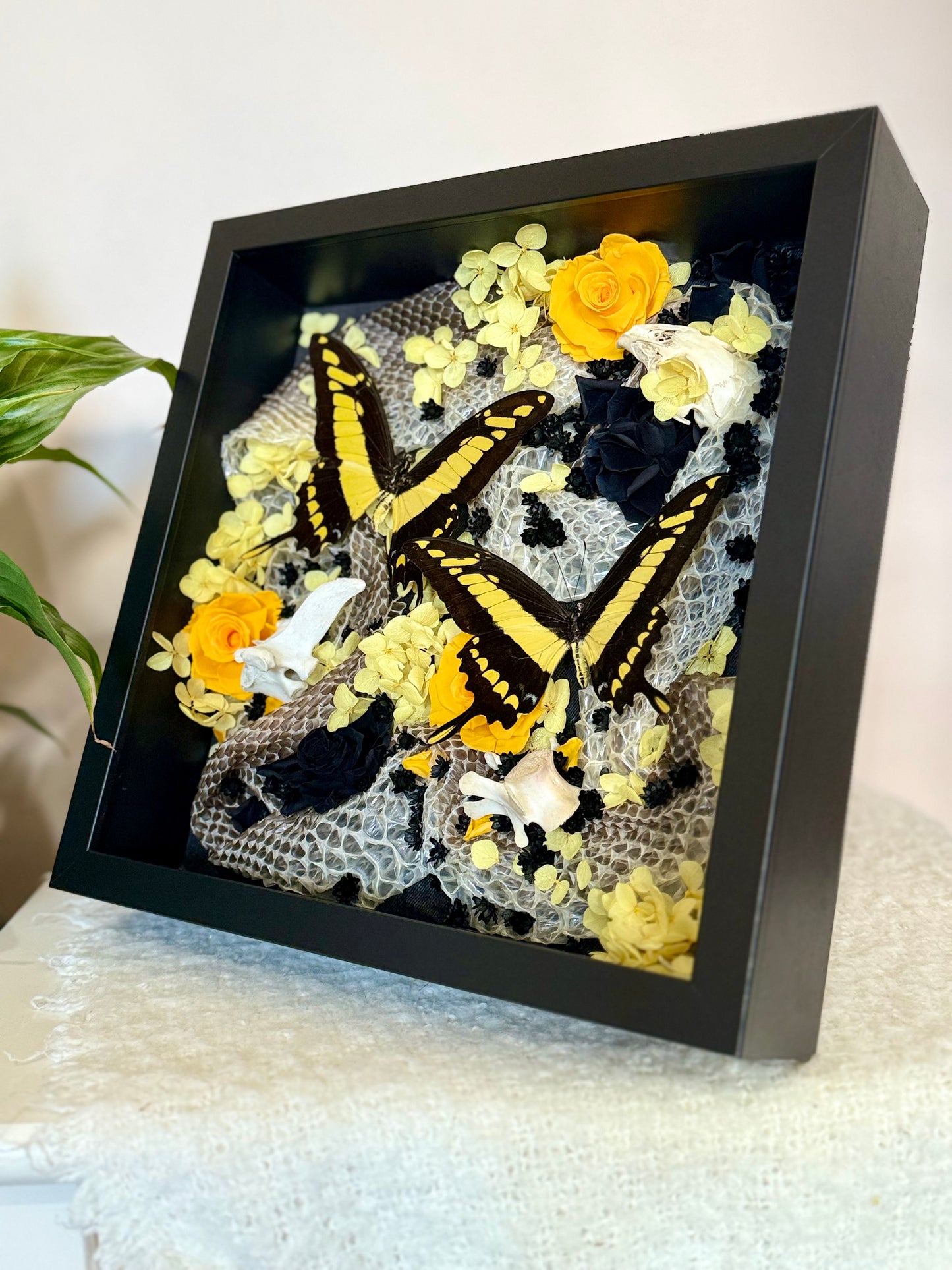 King Swallowtails with Carpet Python Slough, Bones and Botanicals