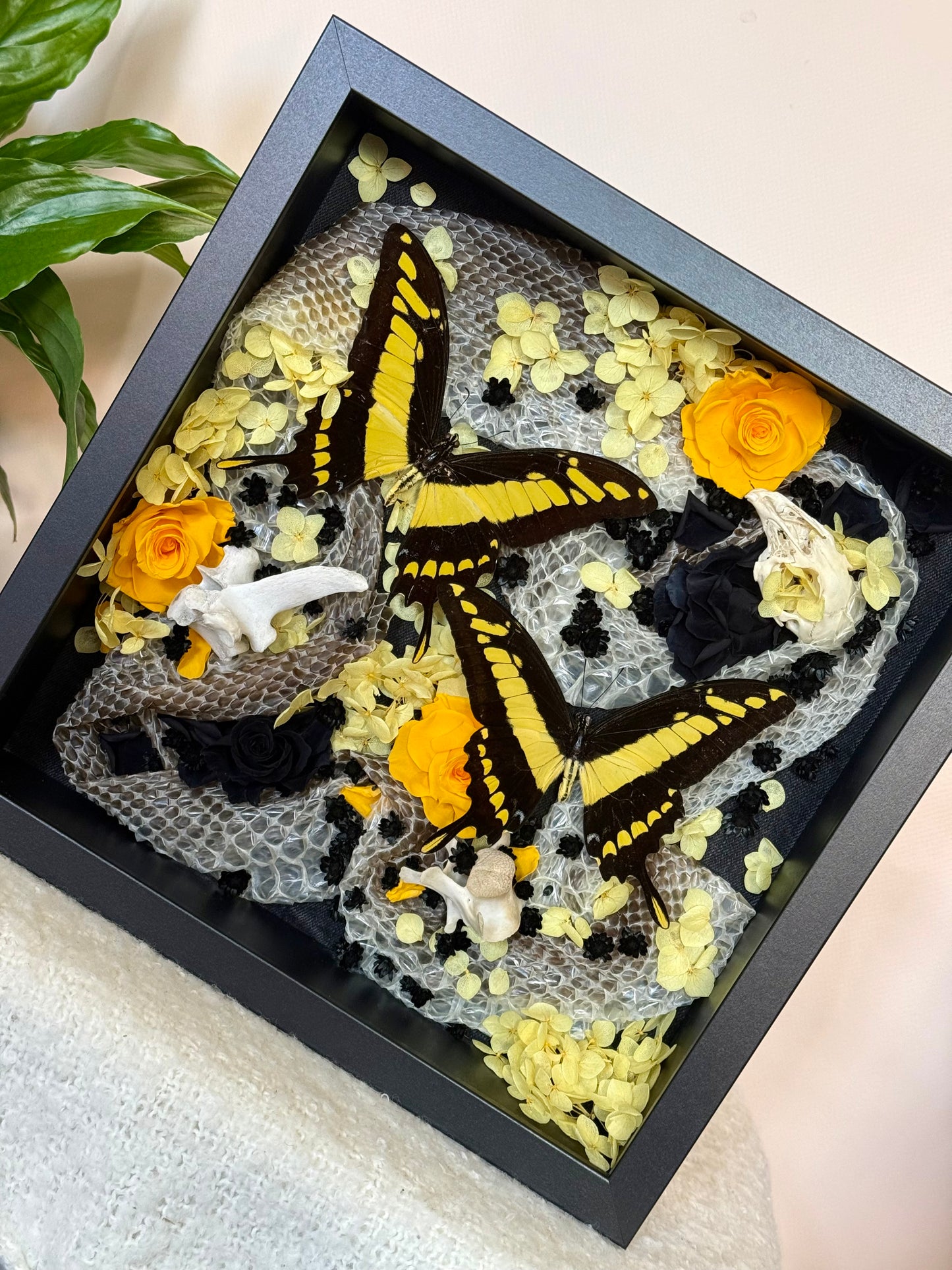 King Swallowtails with Carpet Python Slough, Bones and Botanicals