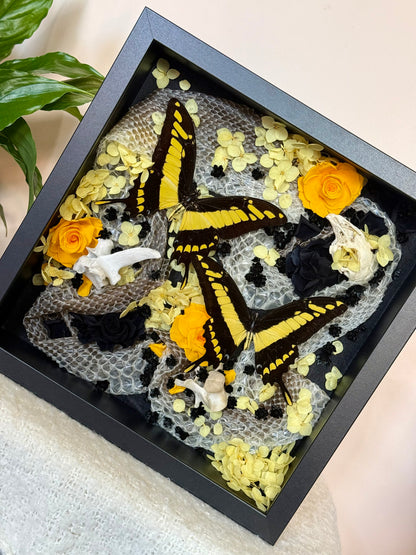 King Swallowtails with Carpet Python Slough, Bones and Botanicals