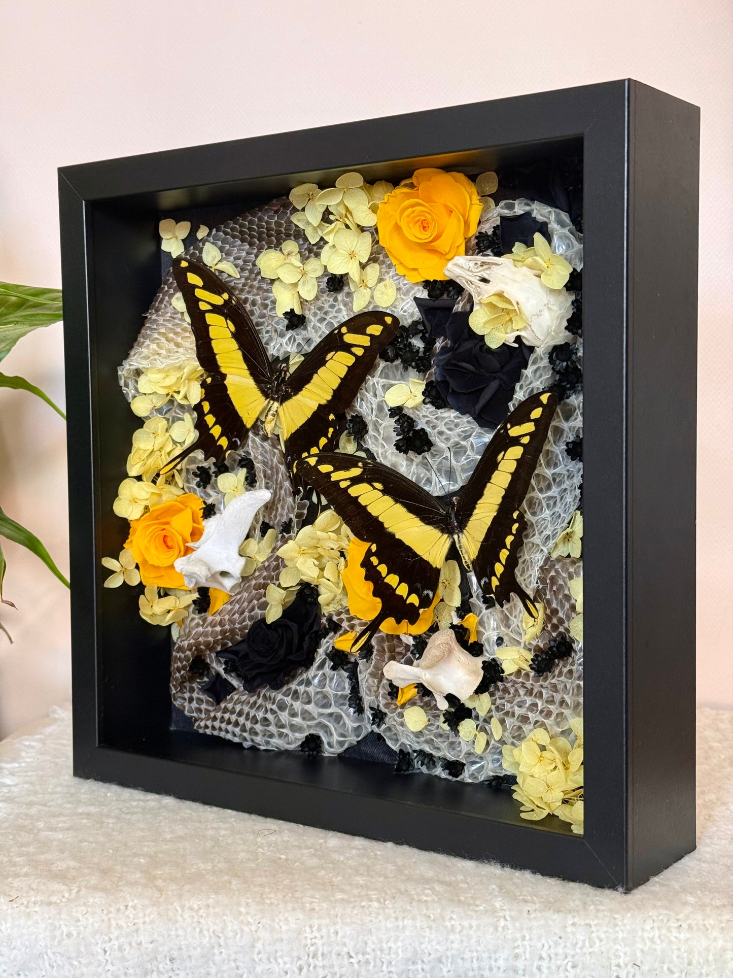 King Swallowtails with Carpet Python Slough, Bones and Botanicals