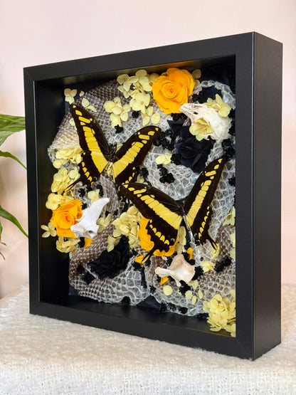 King Swallowtails with Carpet Python Slough, Bones and Botanicals