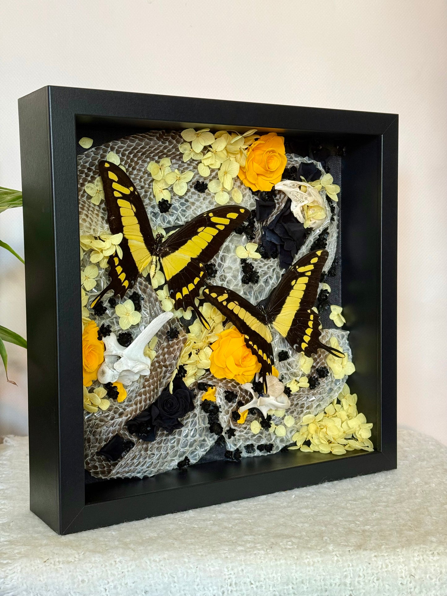 King Swallowtails with Carpet Python Slough, Bones and Botanicals