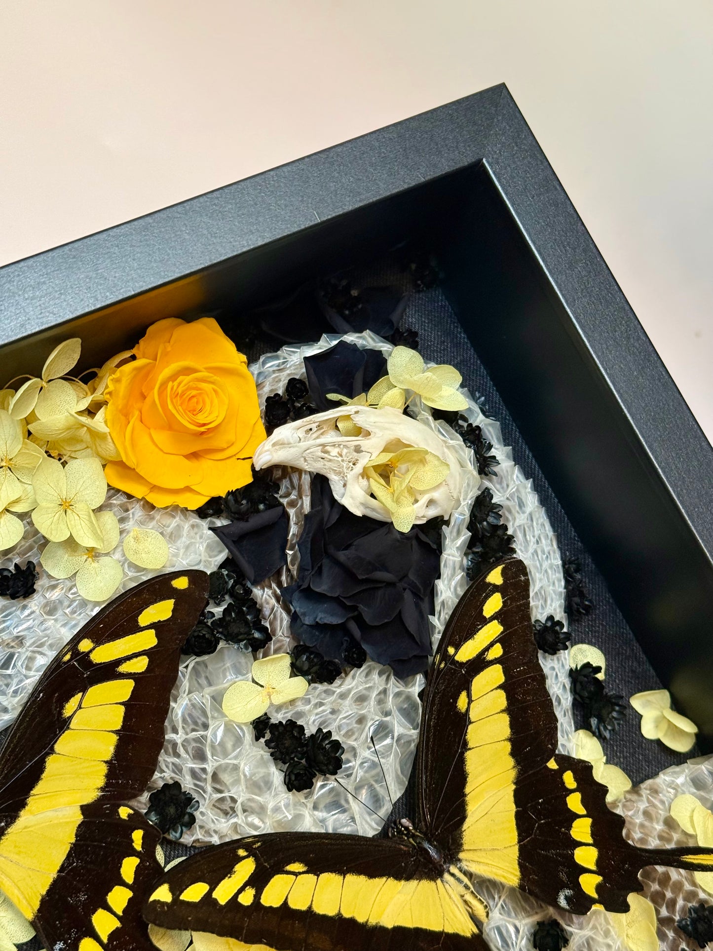 King Swallowtails with Carpet Python Slough, Bones and Botanicals