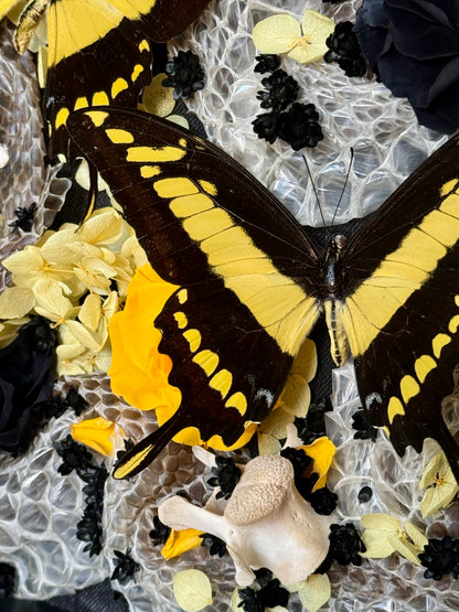 King Swallowtails with Carpet Python Slough, Bones and Botanicals