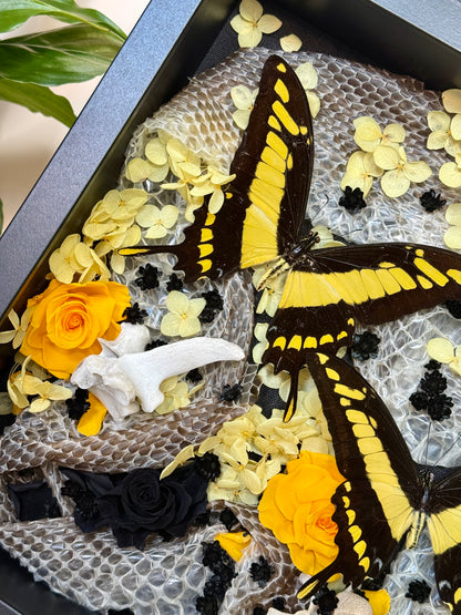 King Swallowtails with Carpet Python Slough, Bones and Botanicals