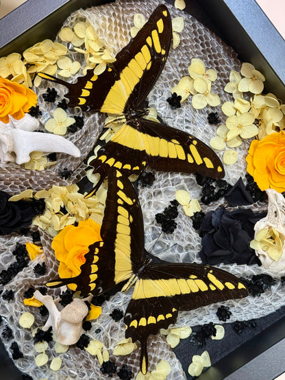 King Swallowtails with Carpet Python Slough, Bones and Botanicals
