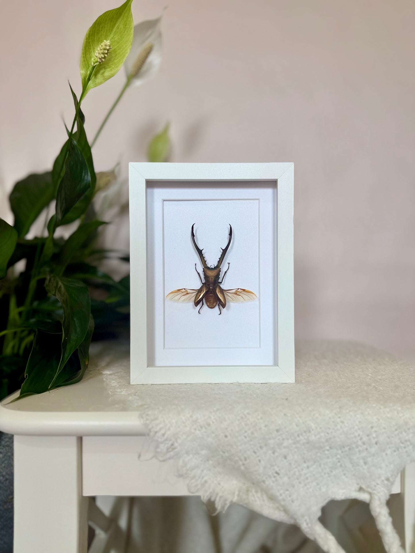 Golden Metallic Stag Beetle