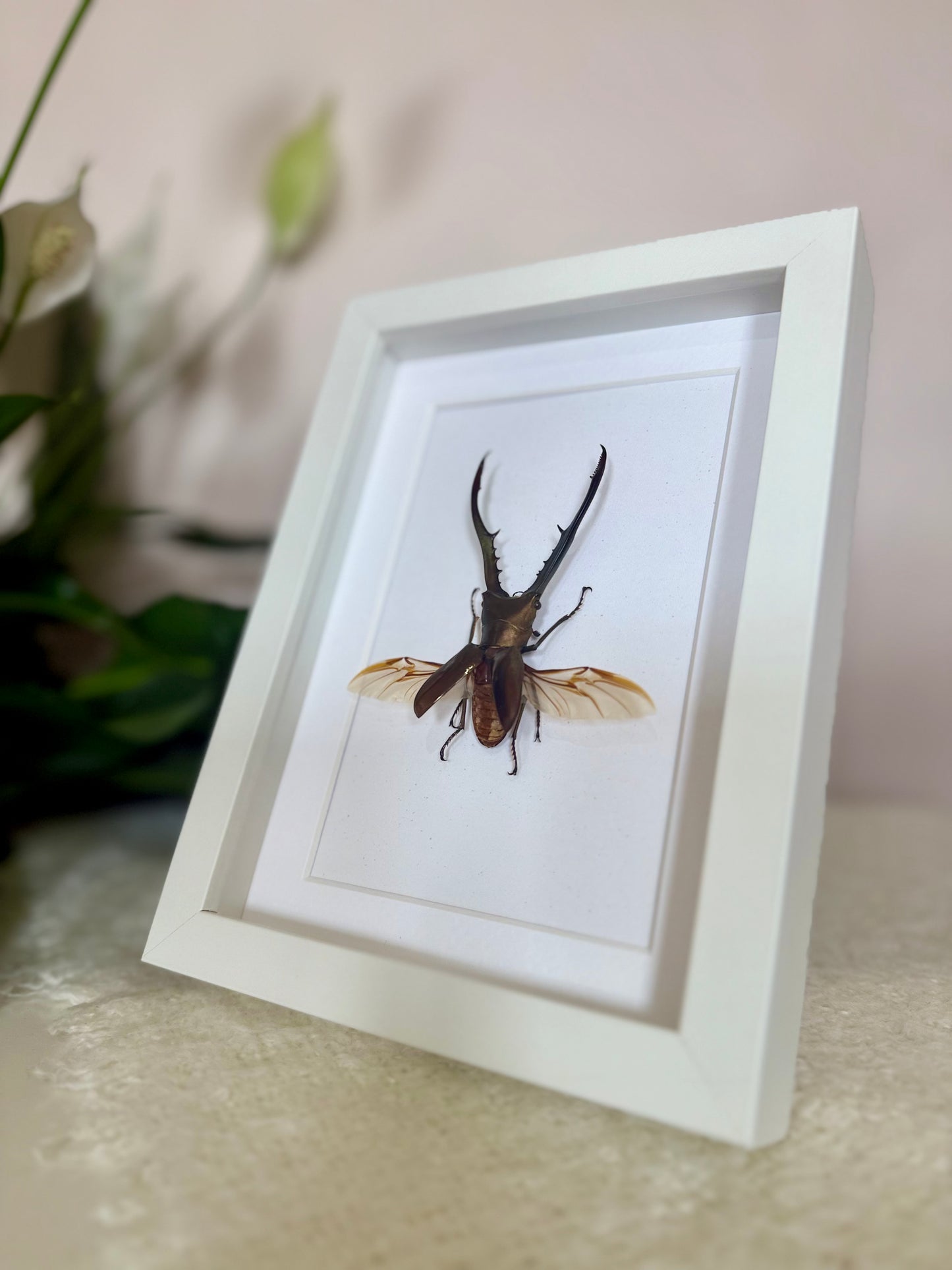Golden Metallic Stag Beetle