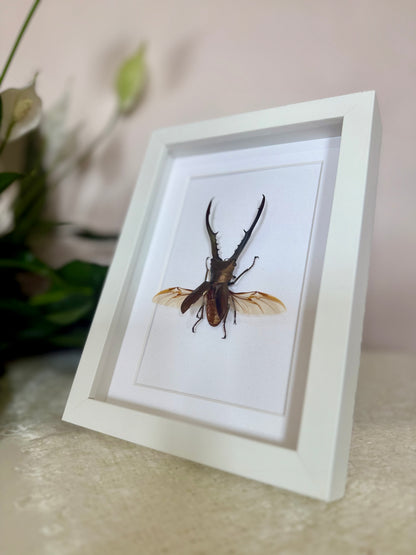 Golden Metallic Stag Beetle