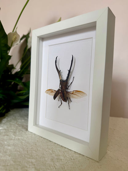Golden Metallic Stag Beetle