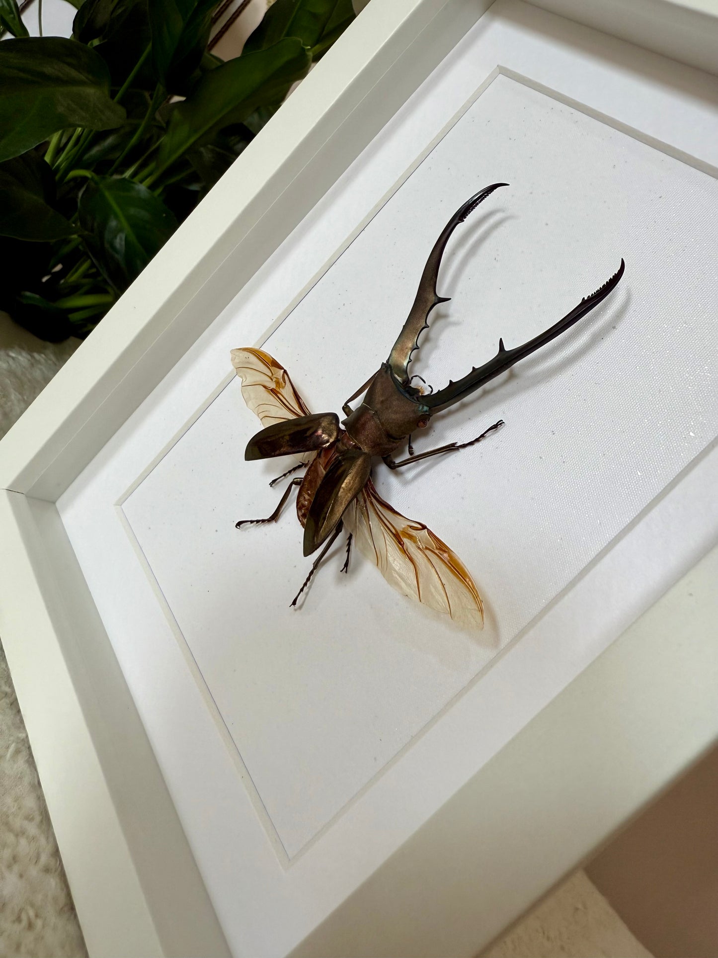 Golden Metallic Stag Beetle