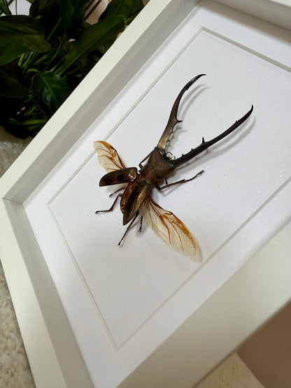 Golden Metallic Stag Beetle