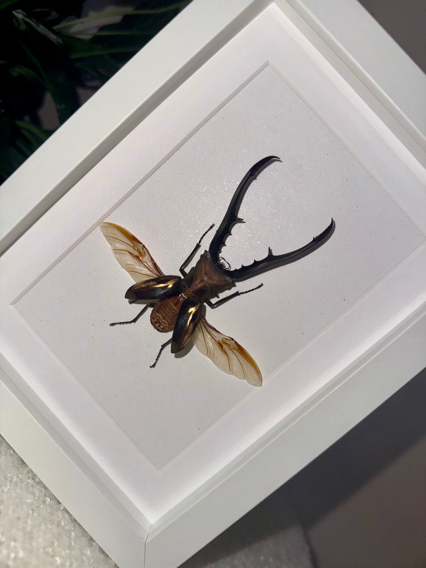 Golden Metallic Stag Beetle