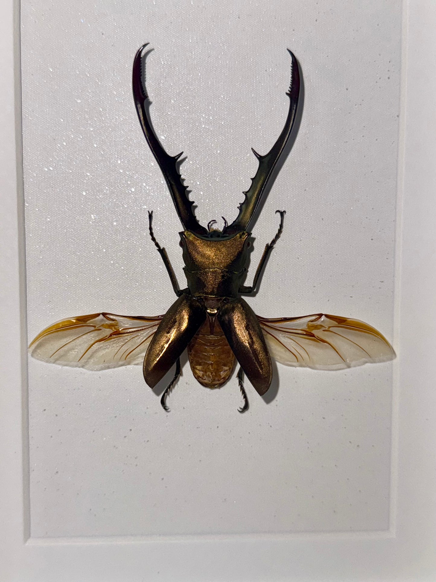 Golden Metallic Stag Beetle