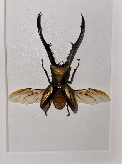 Golden Metallic Stag Beetle