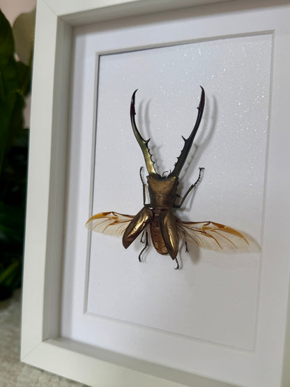 Golden Metallic Stag Beetle