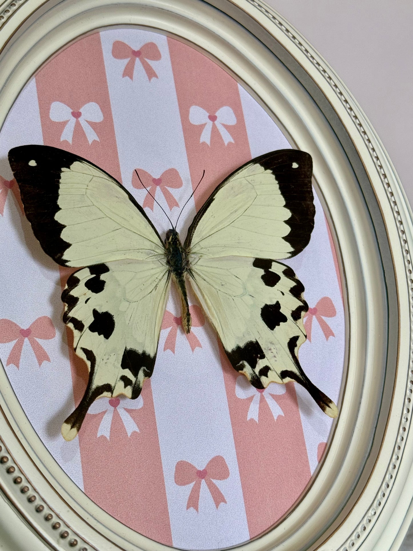 Mocker Swallowtail