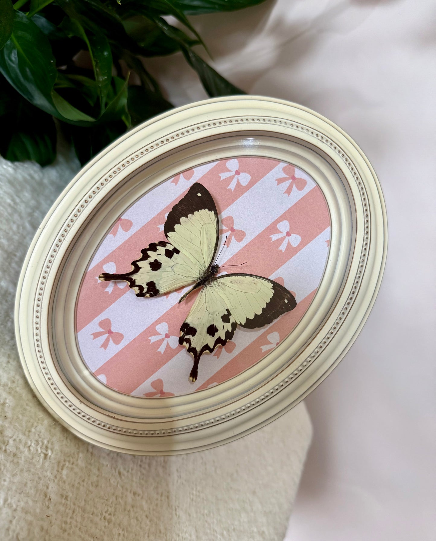 Mocker Swallowtail