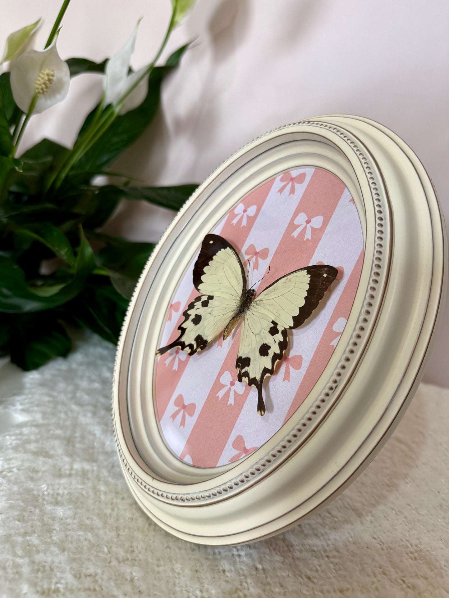 Mocker Swallowtail