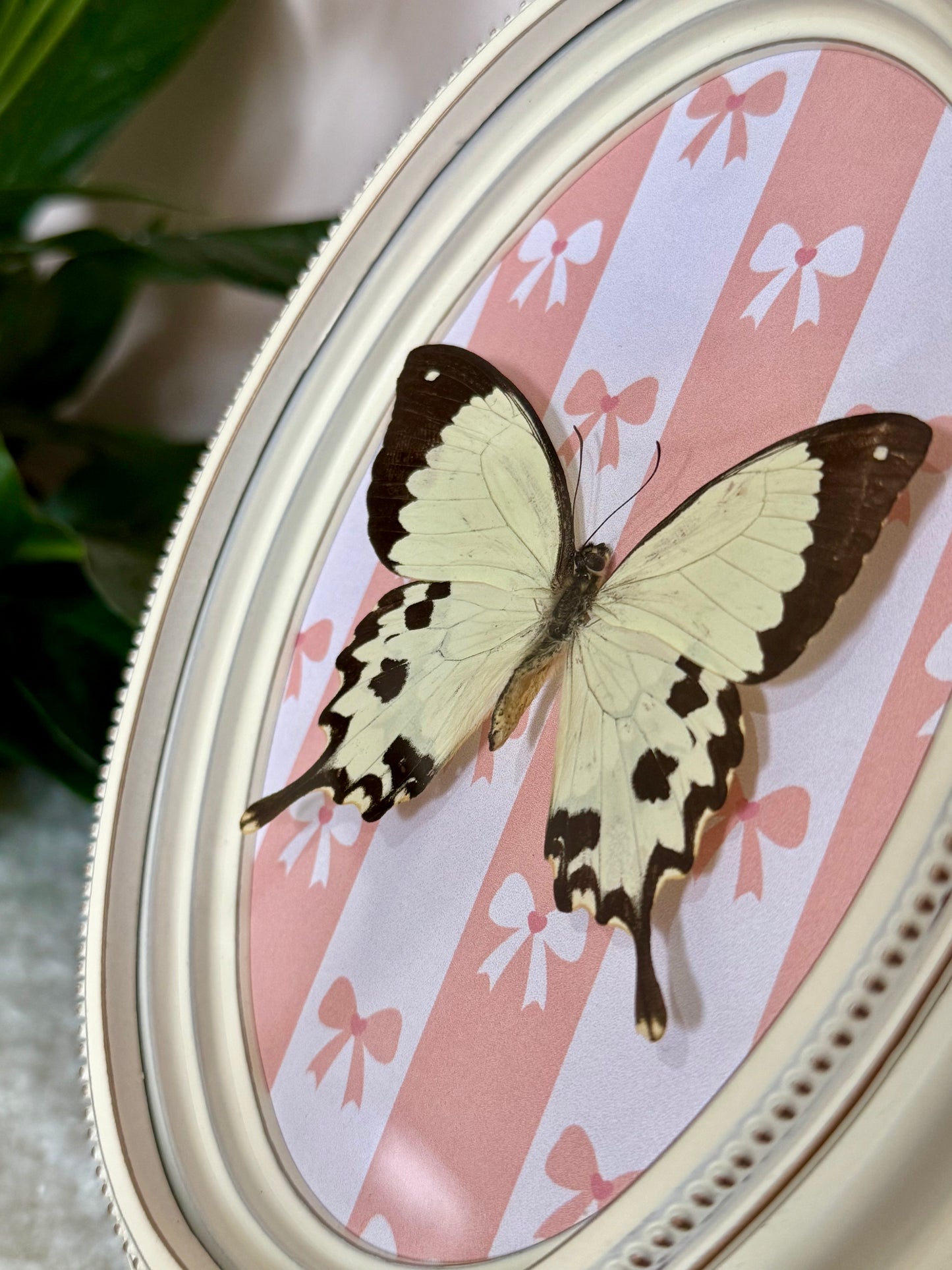 Mocker Swallowtail