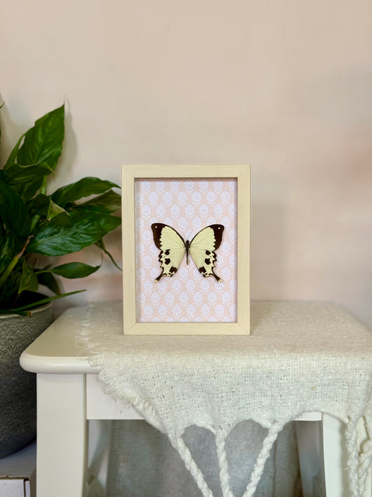 Mocker Swallowtail
