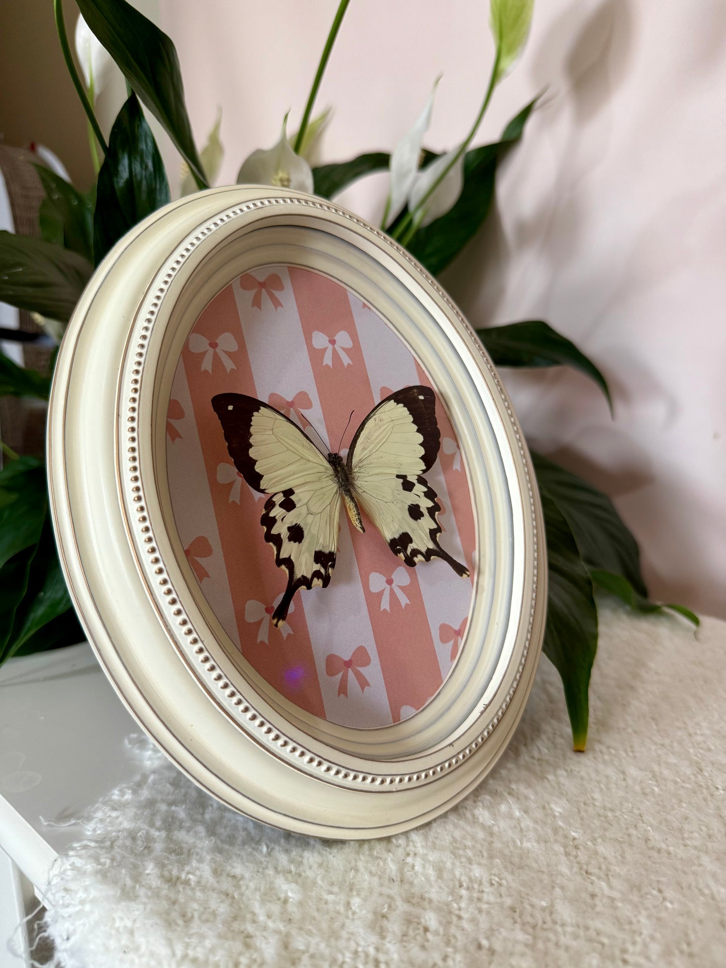 Mocker Swallowtail