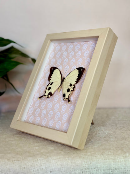 Mocker Swallowtail