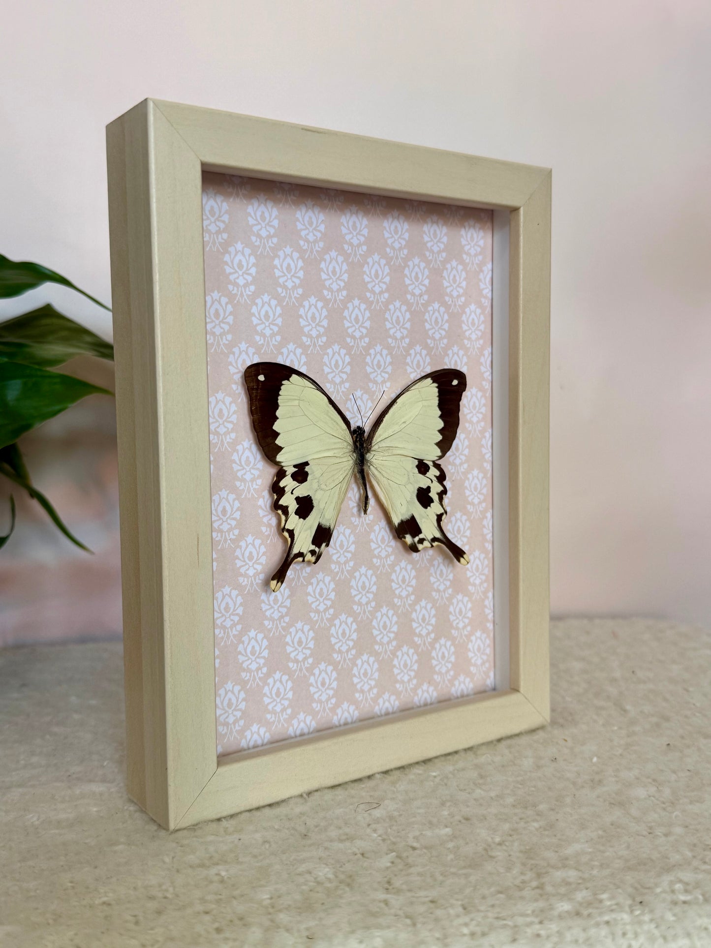 Mocker Swallowtail