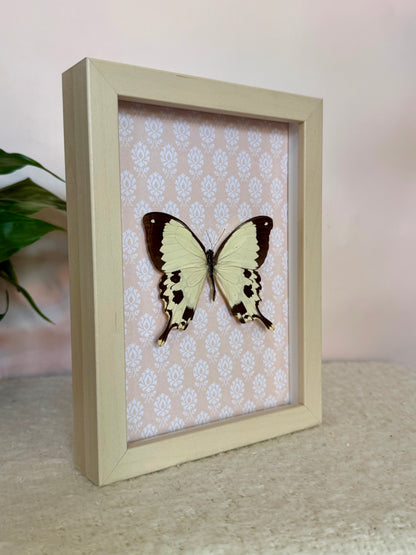 Mocker Swallowtail